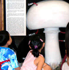 mushroom-exhibit