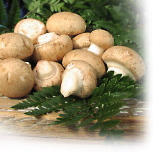 Crimini/Baby Bella Mushrooms $5.50 lb.