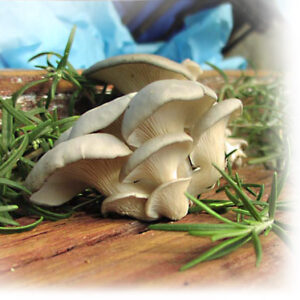 Oyster Mushrooms $10.00 lb